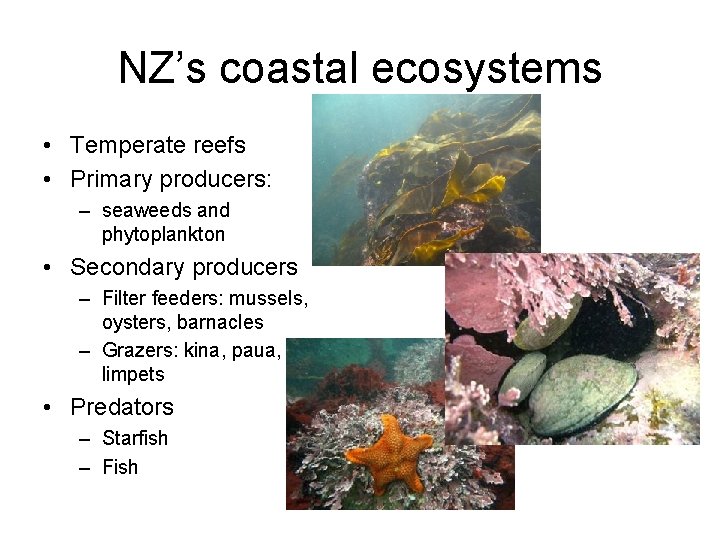 NZ’s coastal ecosystems • Temperate reefs • Primary producers: – seaweeds and phytoplankton •