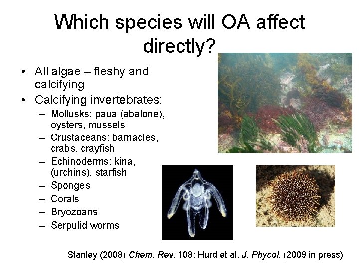 Which species will OA affect directly? • All algae – fleshy and calcifying •