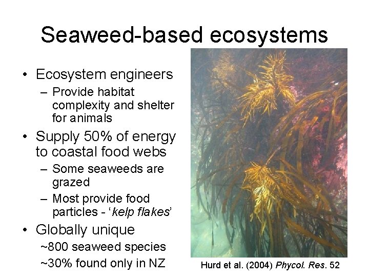 Seaweed-based ecosystems • Ecosystem engineers – Provide habitat complexity and shelter for animals •