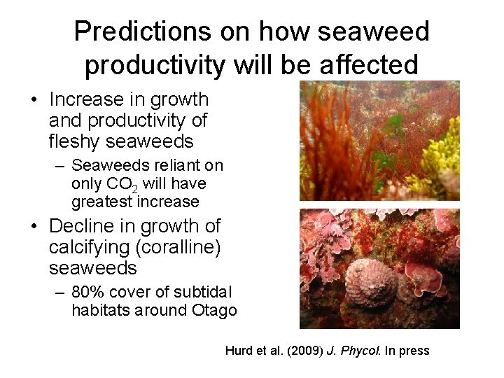 Predictions on how seaweed productivity will be affected • Increase in growth and productivity