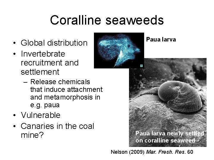 Coralline seaweeds • Global distribution • Invertebrate recruitment and settlement Paua larva – Release