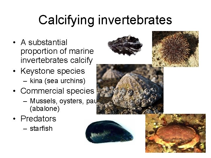 Calcifying invertebrates • A substantial proportion of marine invertebrates calcify • Keystone species –