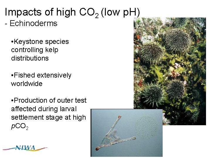 Impacts of high CO 2 (low p. H) - Echinoderms • Keystone species controlling