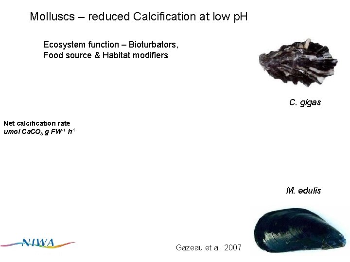 Molluscs – reduced Calcification at low p. H Ecosystem function – Bioturbators, Food source