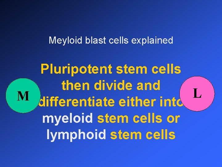 Meyloid blast cells explained Pluripotent stem cells then divide and M differentiate either into
