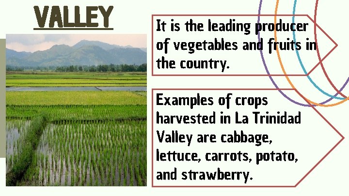 VALLEY It is the leading producer of vegetables and fruits in the country. Examples