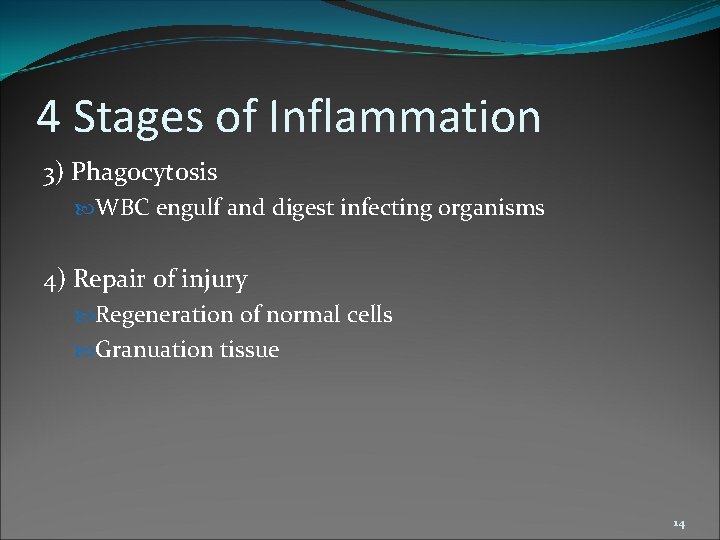 4 Stages of Inflammation 3) Phagocytosis WBC engulf and digest infecting organisms 4) Repair