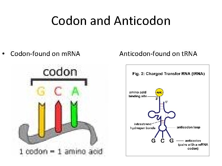 Codon and Anticodon • Codon-found on m. RNA Anticodon-found on t. RNA 