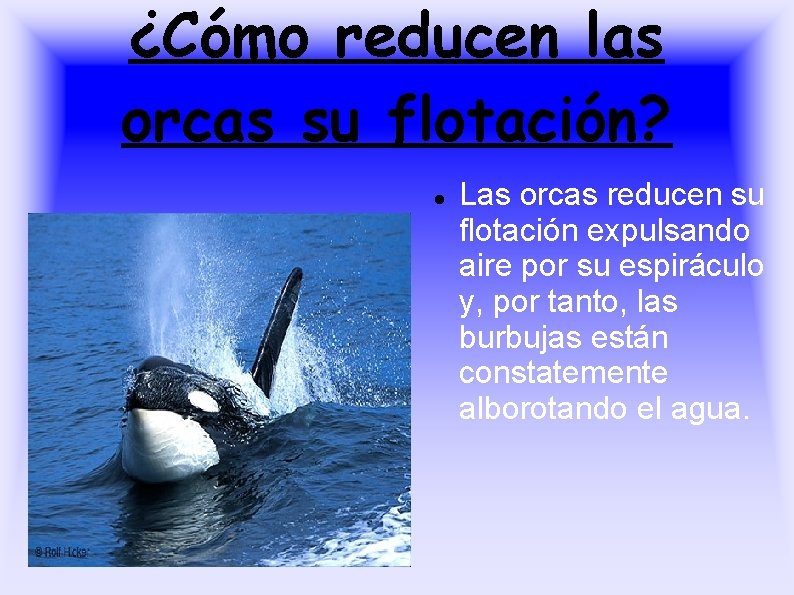 ¿Cómo reducen las orcas su flotación? Las orcas reducen su flotación expulsando aire por