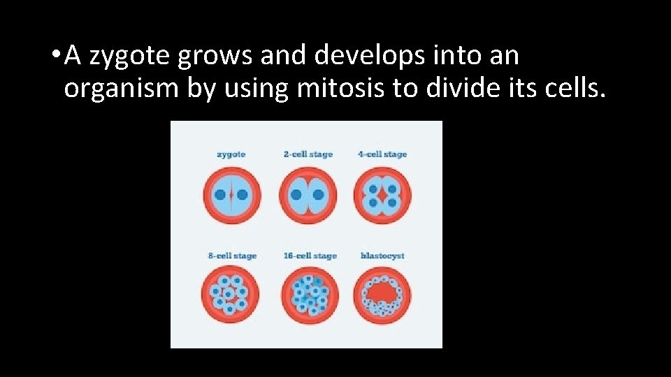  • A zygote grows and develops into an organism by using mitosis to