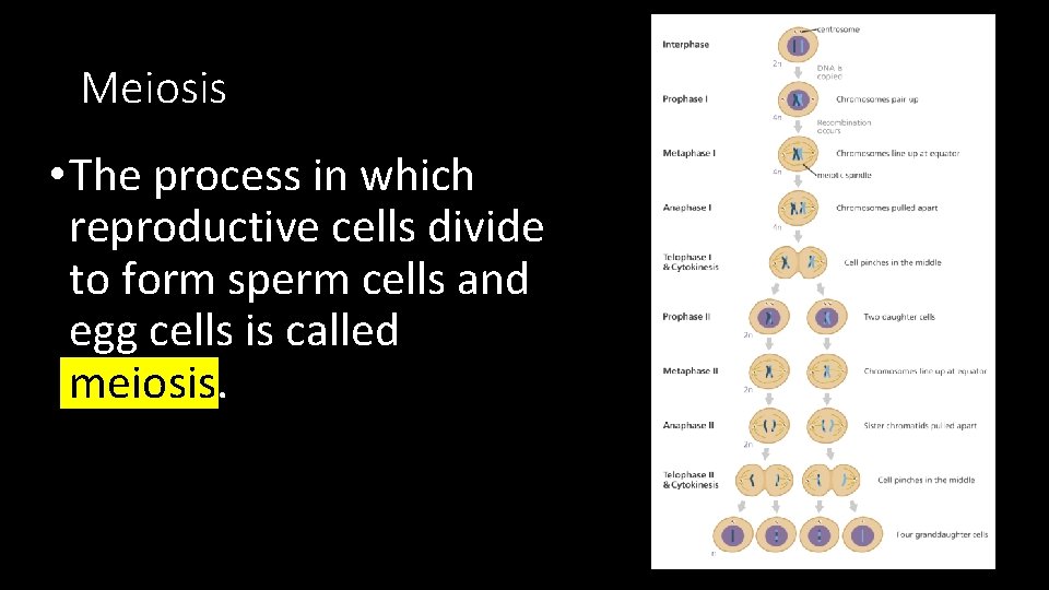 Meiosis • The process in which reproductive cells divide to form sperm cells and