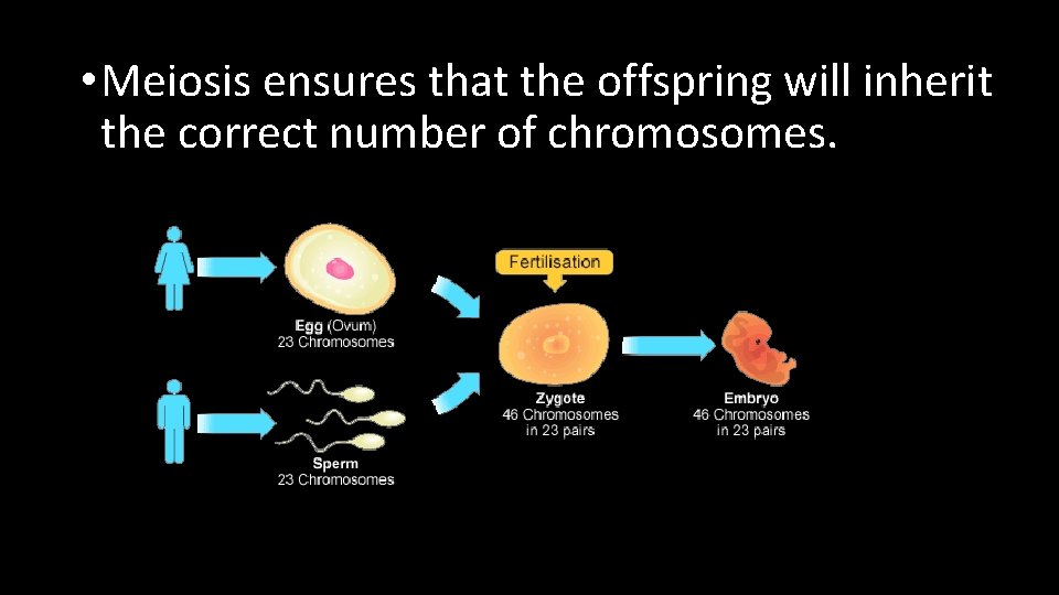  • Meiosis ensures that the offspring will inherit the correct number of chromosomes.