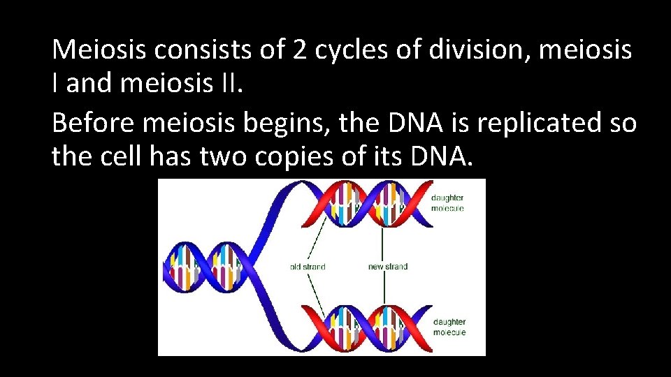 Meiosis consists of 2 cycles of division, meiosis I and meiosis II. Before meiosis