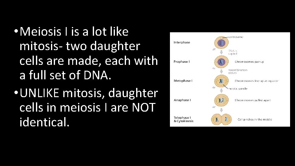  • Meiosis I is a lot like mitosis- two daughter cells are made,