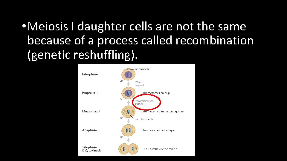  • Meiosis I daughter cells are not the same because of a process