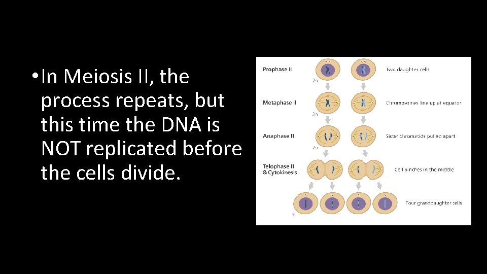  • In Meiosis II, the process repeats, but this time the DNA is