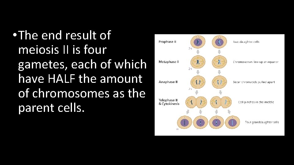  • The end result of meiosis II is four gametes, each of which