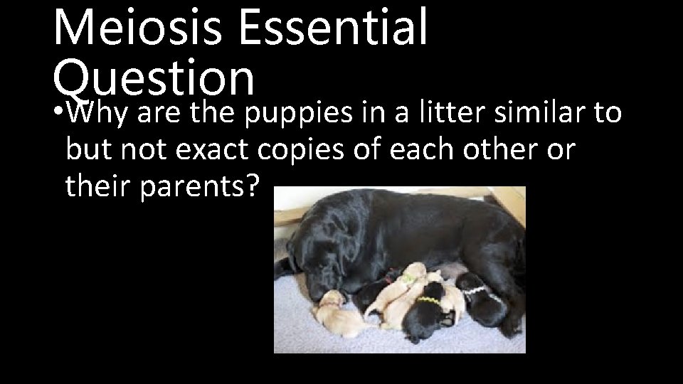 Meiosis Essential Question • Why are the puppies in a litter similar to but