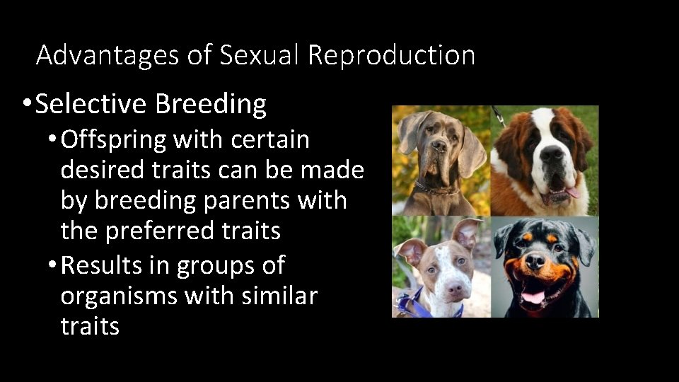 Advantages of Sexual Reproduction • Selective Breeding • Offspring with certain desired traits can