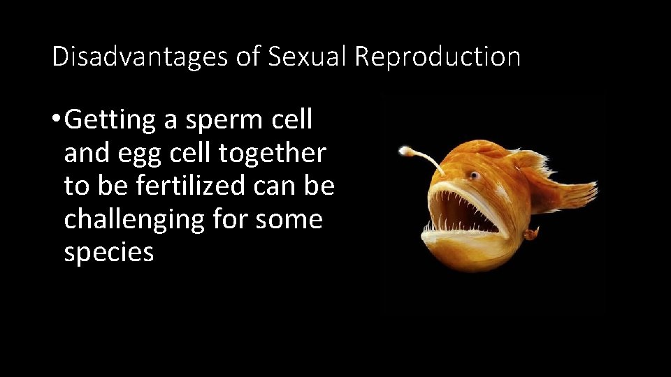 Disadvantages of Sexual Reproduction • Getting a sperm cell and egg cell together to