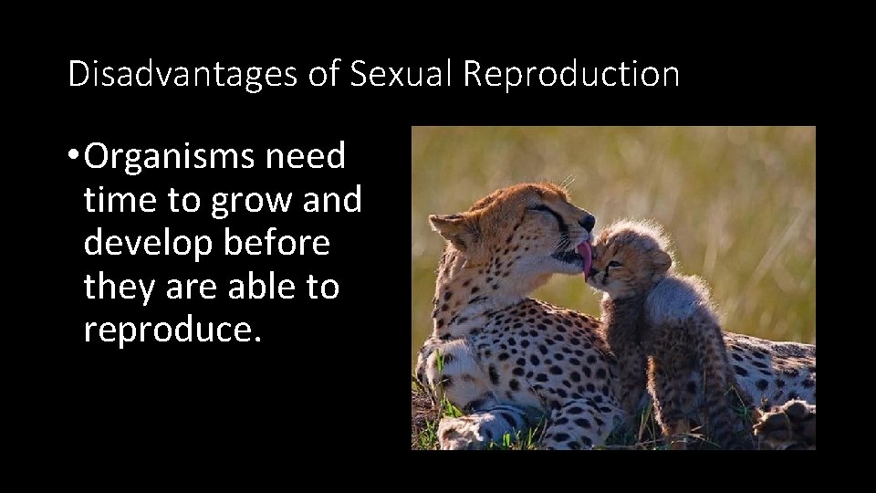 Disadvantages of Sexual Reproduction • Organisms need time to grow and develop before they