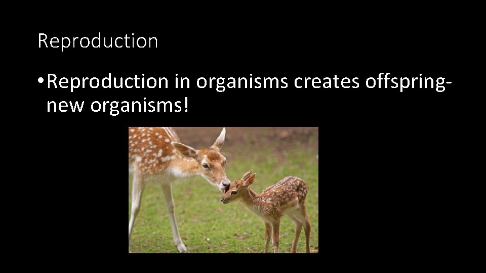 Reproduction • Reproduction in organisms creates offspringnew organisms! 