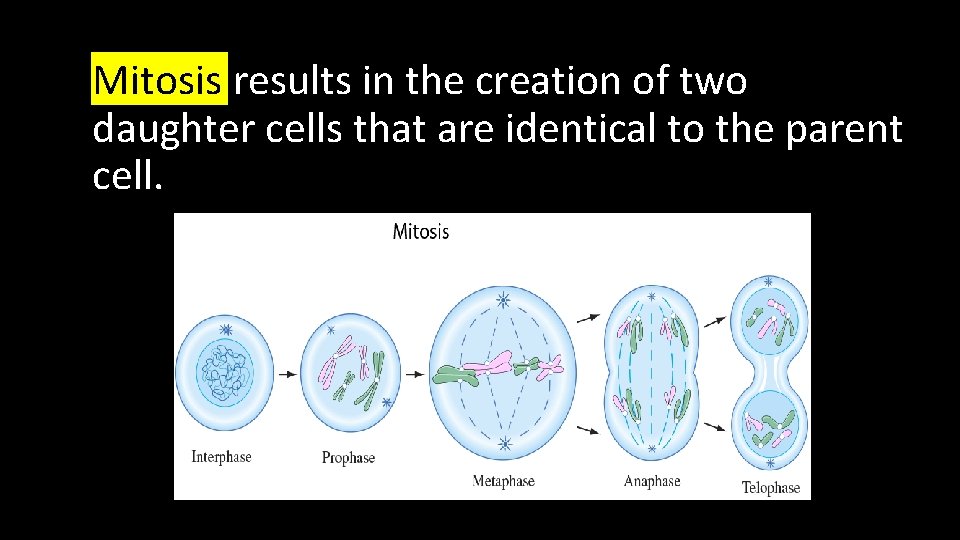  • Mitosis results in the creation of two daughter cells that are identical