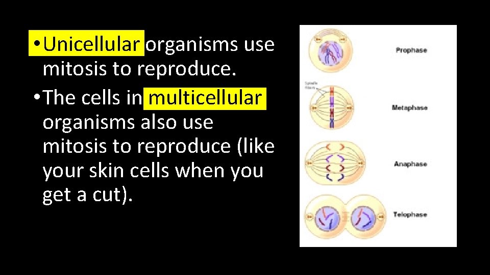  • Unicellular organisms use mitosis to reproduce. • The cells in multicellular organisms