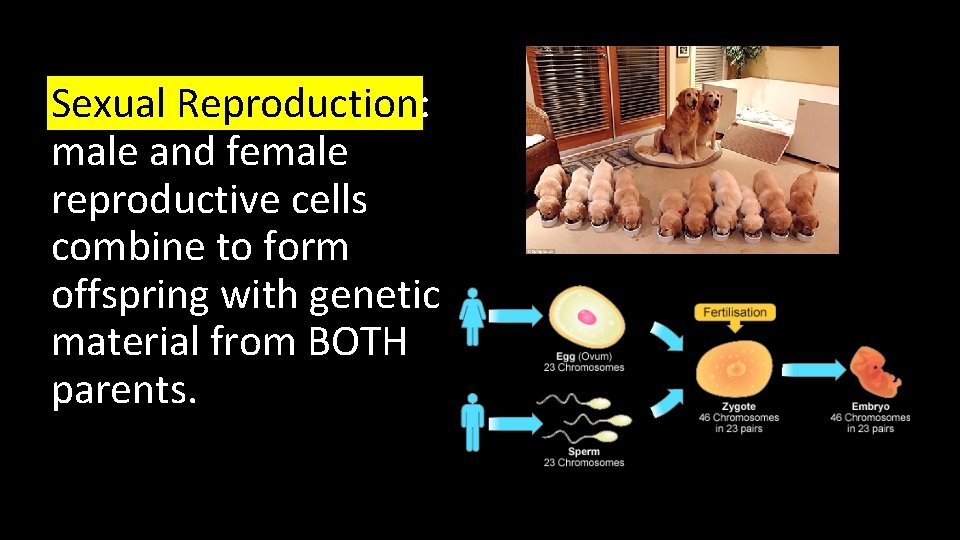  • Sexual Reproduction: male and female reproductive cells combine to form offspring with