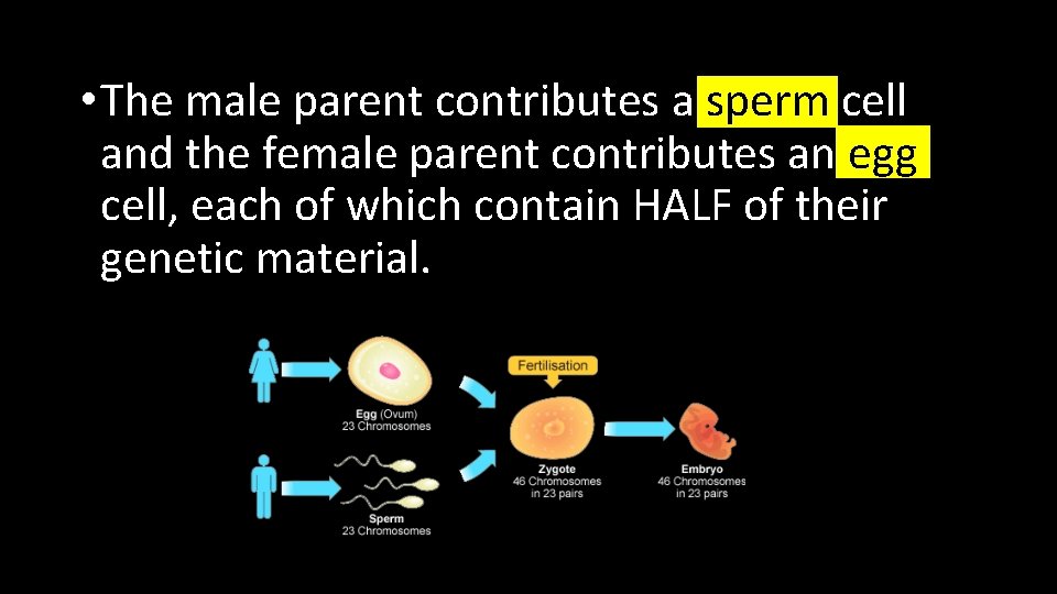  • The male parent contributes a sperm cell and the female parent contributes