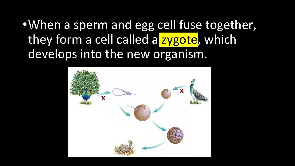  • When a sperm and egg cell fuse together, they form a cell