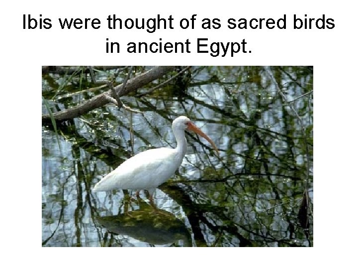 Ibis were thought of as sacred birds in ancient Egypt. 