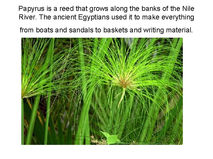 Papyrus is a reed that grows along the banks of the Nile River. The