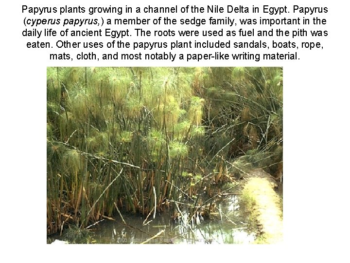 Papyrus plants growing in a channel of the Nile Delta in Egypt. Papyrus (cyperus