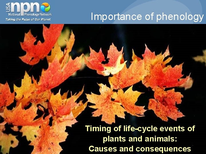 Importance of phenology Timing of life-cycle events of plants and animals: Causes and consequences