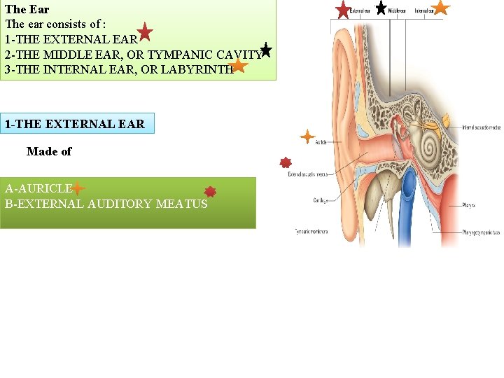 The Ear The ear consists of : 1 -THE EXTERNAL EAR 2 -THE MIDDLE