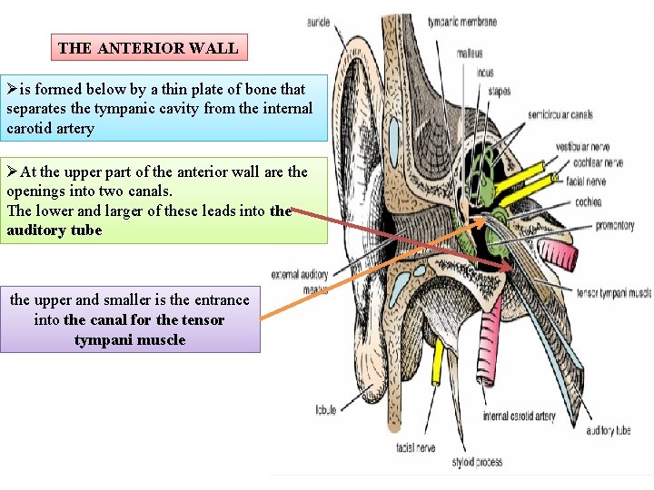 THE ANTERIOR WALL Øis formed below by a thin plate of bone that separates