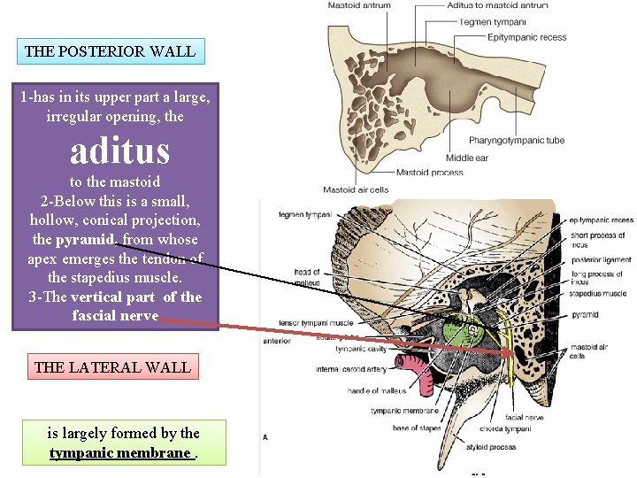 THE POSTERIOR WALL 1 -has in its upper part a large, irregular opening, the