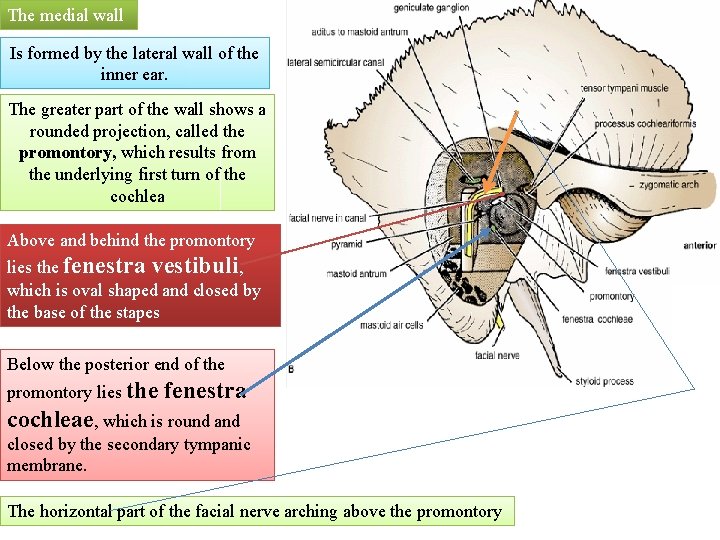 The medial wall Is formed by the lateral wall of the inner ear. The