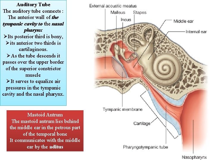 Auditory Tube The auditory tube connects : The anterior wall of the tympanic cavity