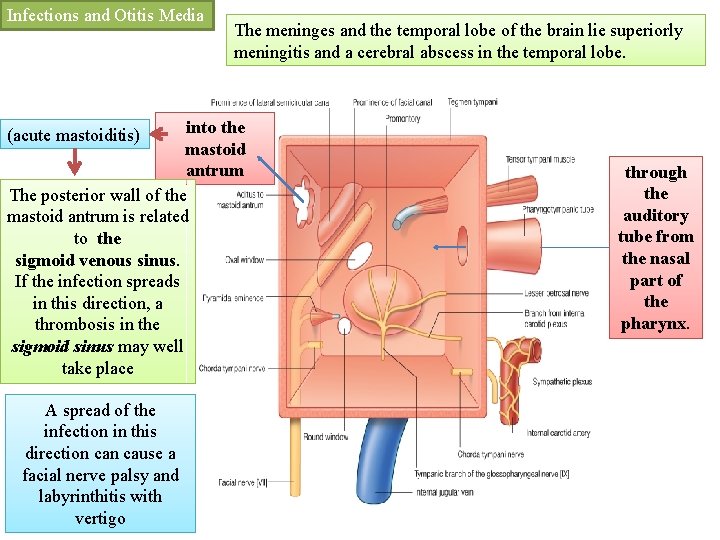 Infections and Otitis Media The meninges and the temporal lobe of the brain lie