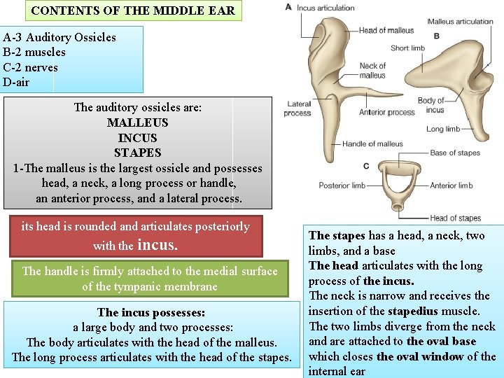 CONTENTS OF THE MIDDLE EAR A-3 Auditory Ossicles B-2 muscles C-2 nerves D-air The