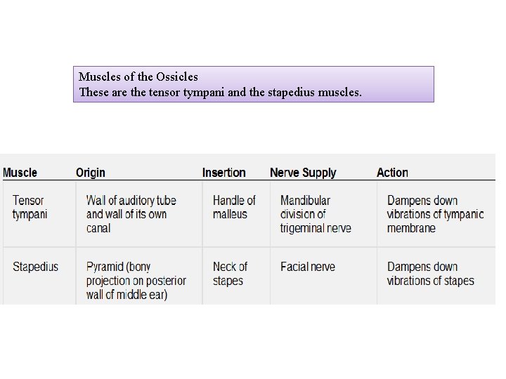 Muscles of the Ossicles These are the tensor tympani and the stapedius muscles. 