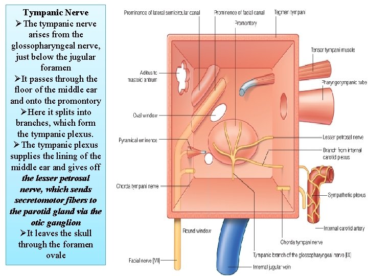 Tympanic Nerve ØThe tympanic nerve arises from the glossopharyngeal nerve, just below the jugular
