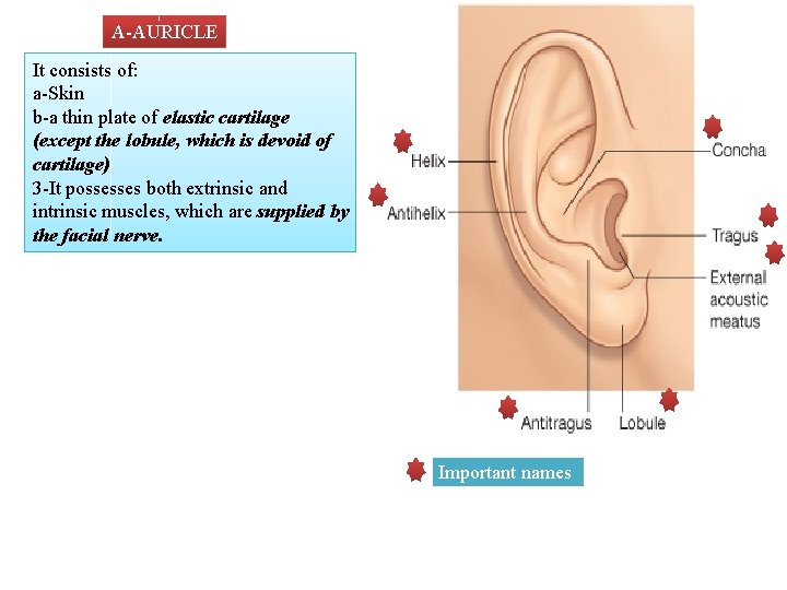 A-AURICLE It consists of: a-Skin b-a thin plate of elastic cartilage (except the lobule,