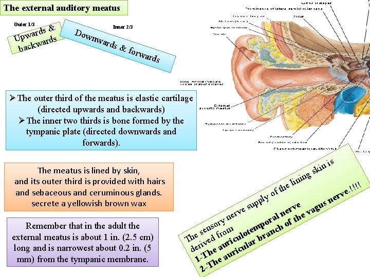 The external auditory meatus Outer 1/3 ds & r a w Up rds a