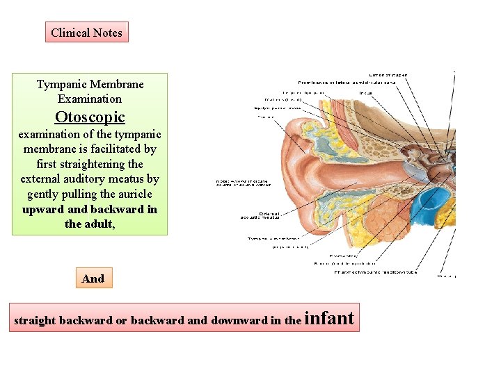 Clinical Notes Tympanic Membrane Examination Otoscopic examination of the tympanic membrane is facilitated by