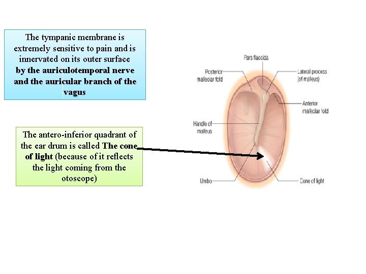 The tympanic membrane is extremely sensitive to pain and is innervated on its outer