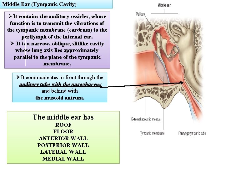 Middle Ear (Tympanic Cavity) ØIt contains the auditory ossicles, whose function is to transmit