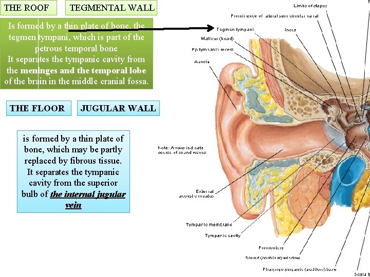 THE ROOF TEGMENTAL WALL Is formed by a thin plate of bone, the tegmen